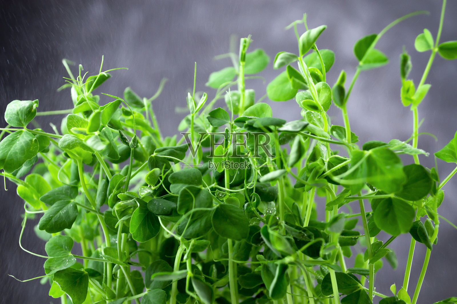 在发芽。在家里发芽的豌豆种子。素食和健康食品的概念。微型绿色发芽豌豆。天然食品。照片摄影图片