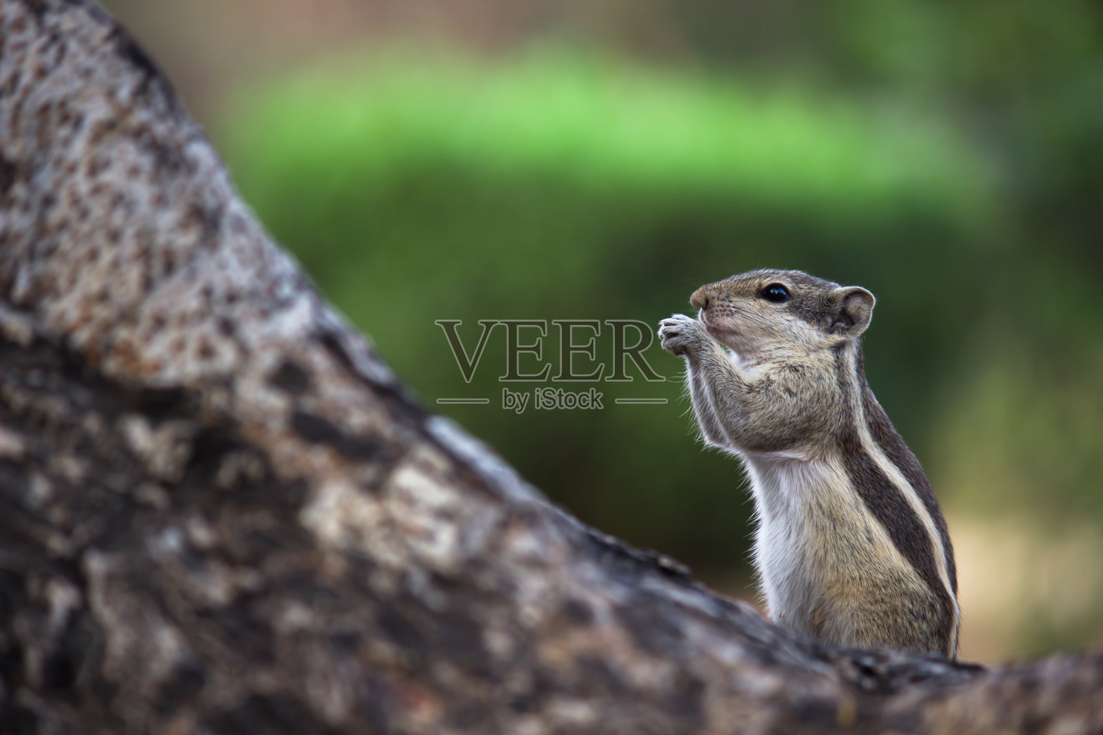 松鼠照片摄影图片