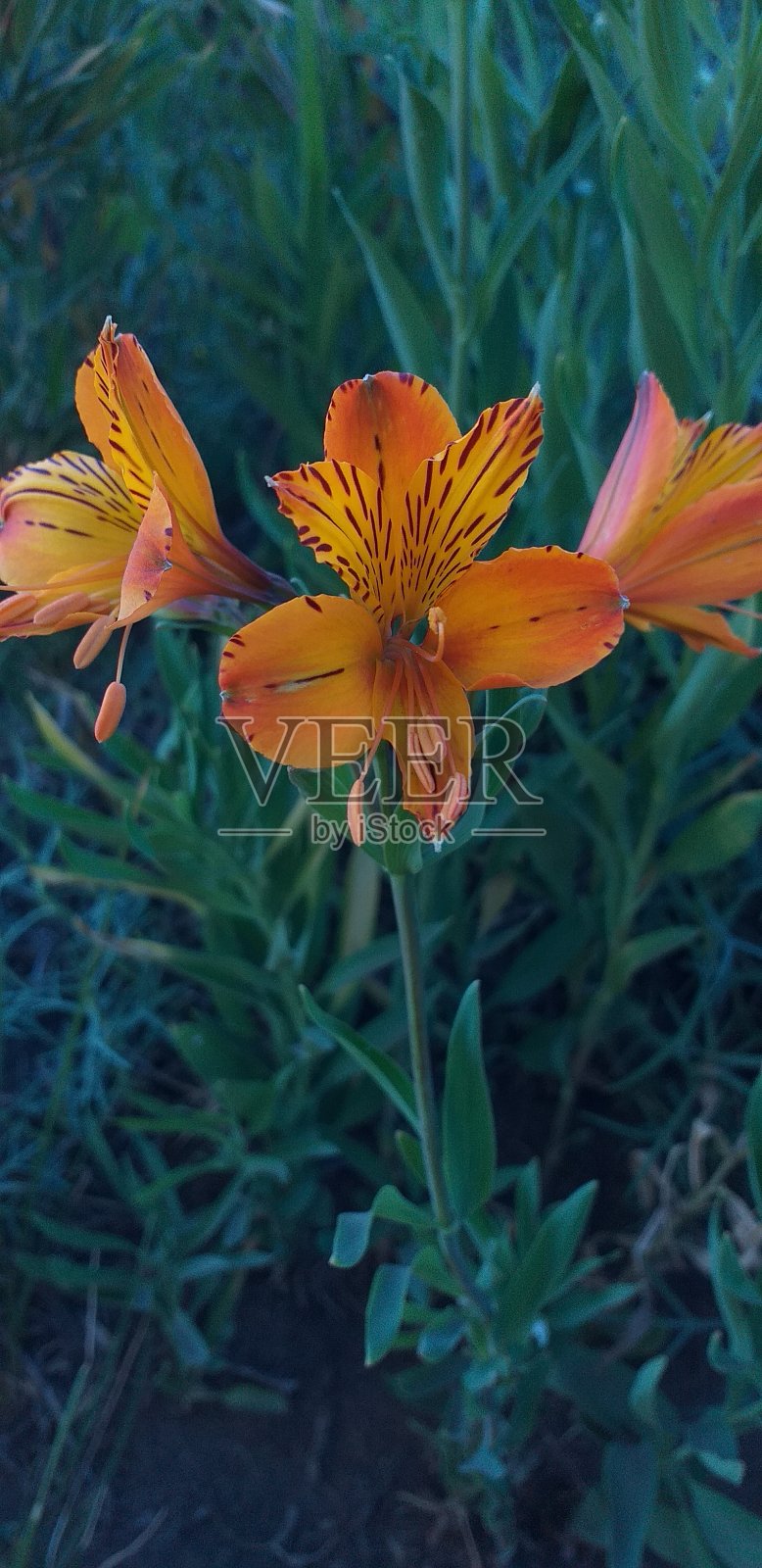 花照片摄影图片