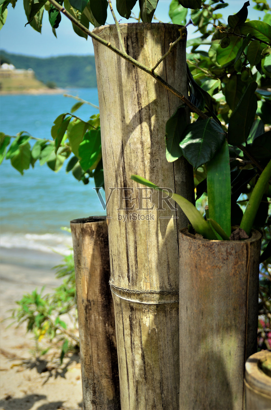 竹子装饰着海岸线上的花园照片摄影图片