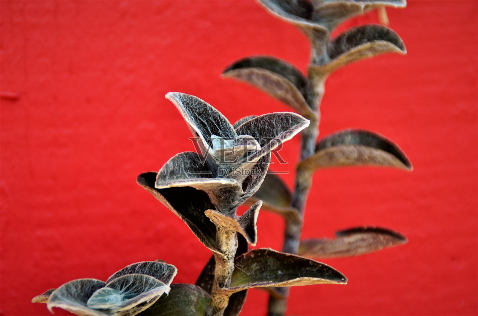 黑莓有毛的叶子照片摄影图片