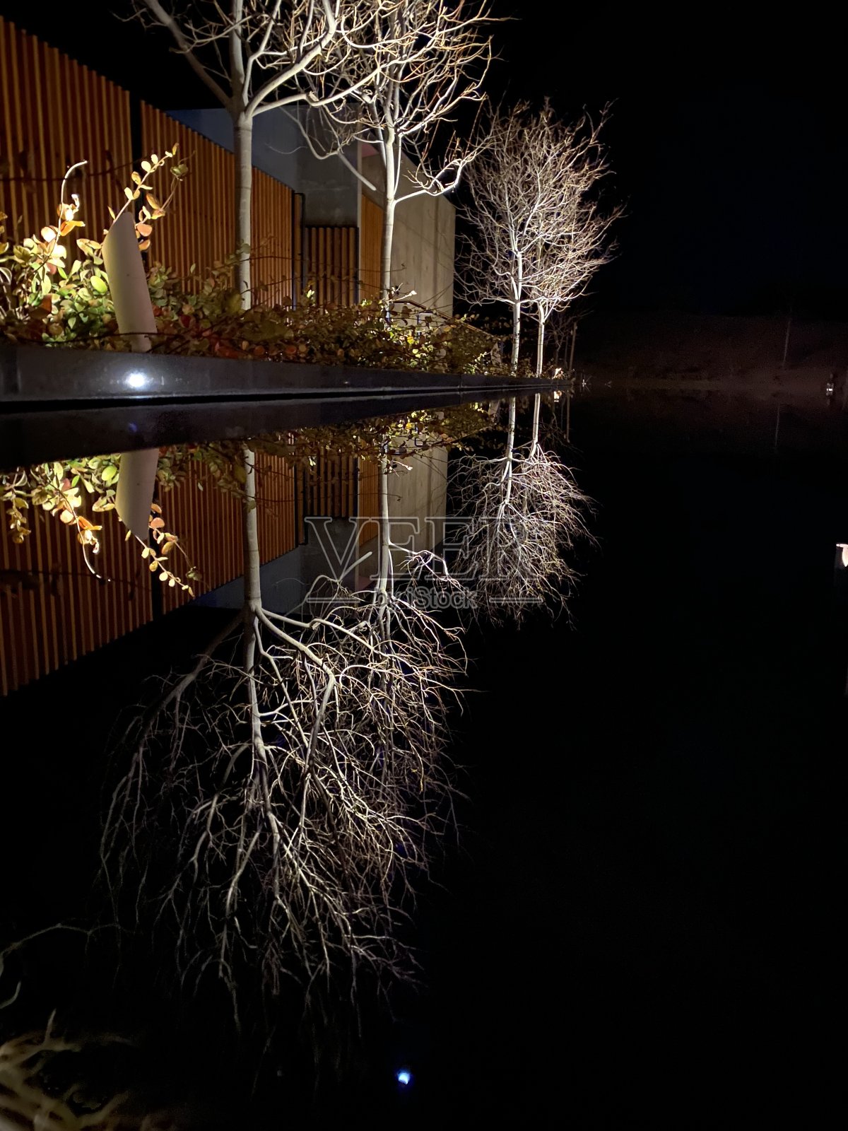 树反射照片摄影图片