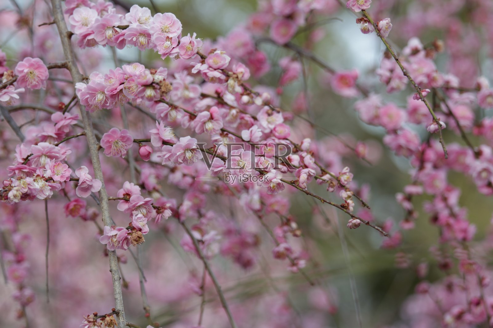 花照片摄影图片