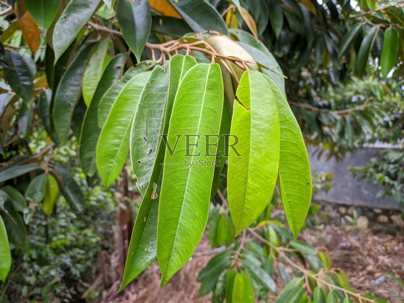 榴莲叶(Durio zibethinus)在热带自然婆罗洲照片摄影图片