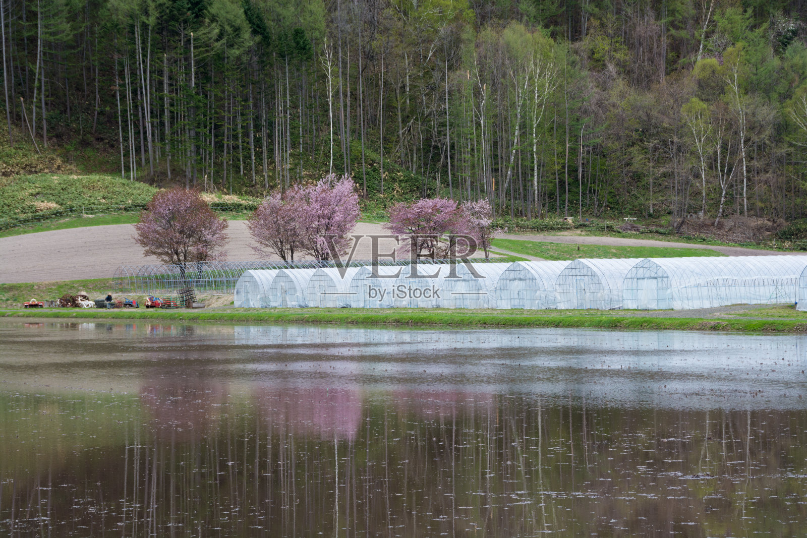樱花在农民的花园里盛开，稻田里充满了水照片摄影图片