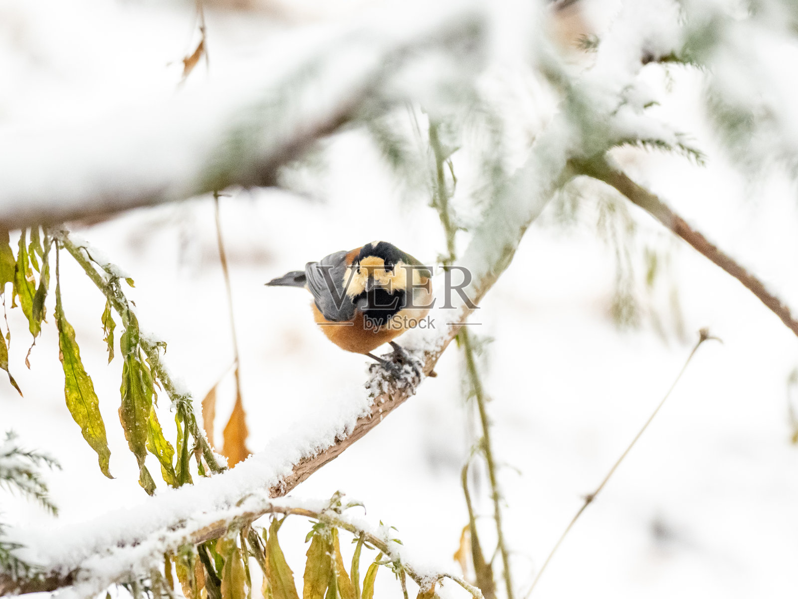 各色山雀栖息在积雪的树枝上照片摄影图片