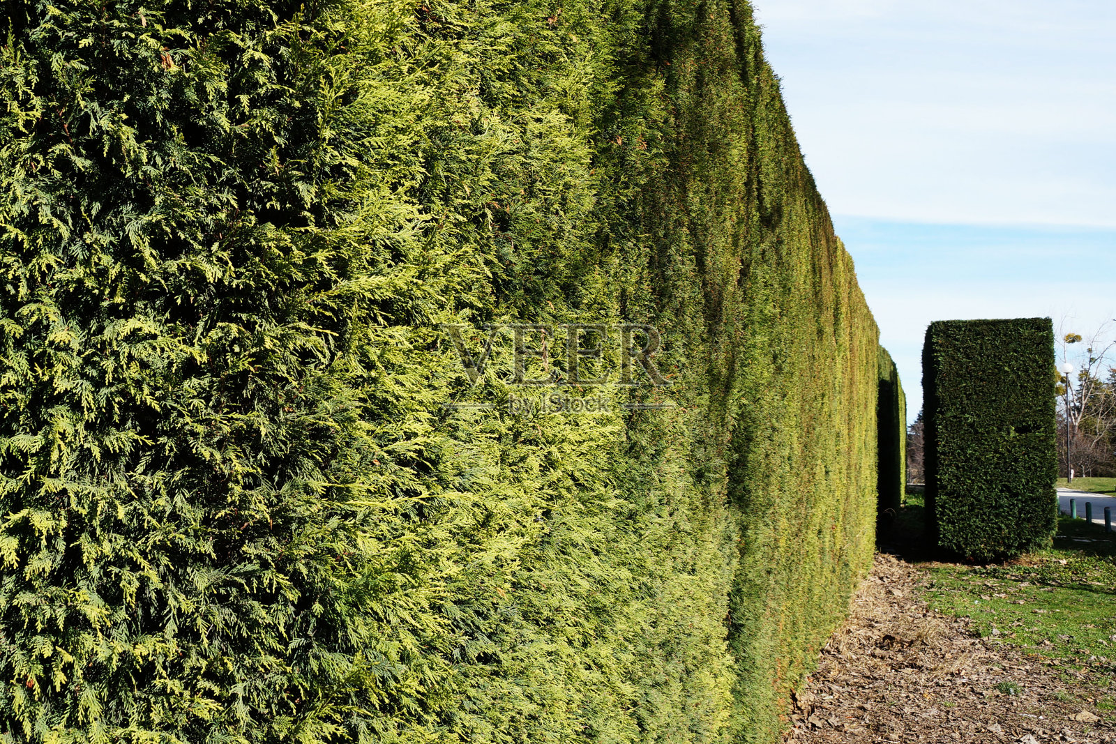 均匀修剪的常绿树篱在公园照片摄影图片