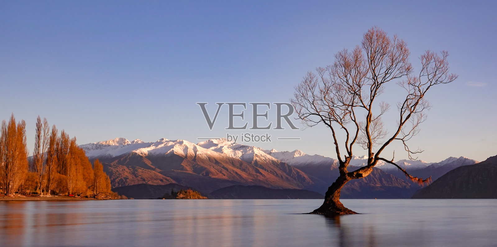 瓦纳卡湖的树照片摄影图片