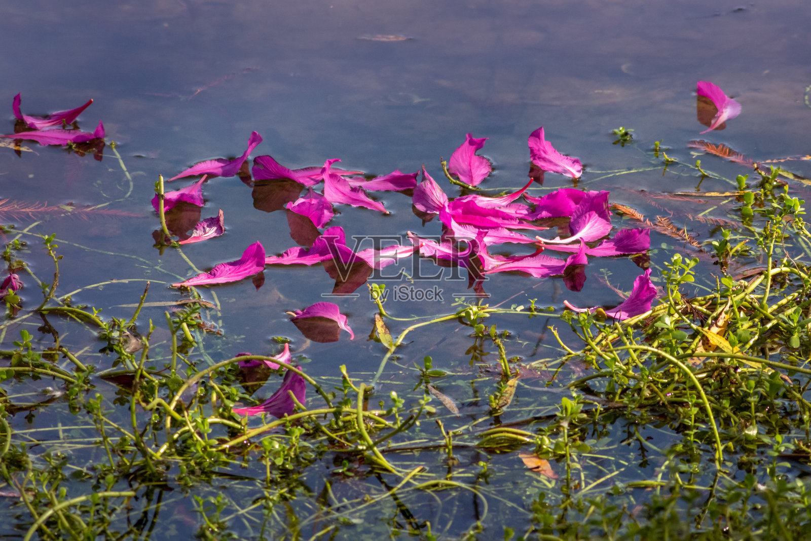 粉红色的花瓣漂浮在一个池塘和绿色的杂草照片摄影图片