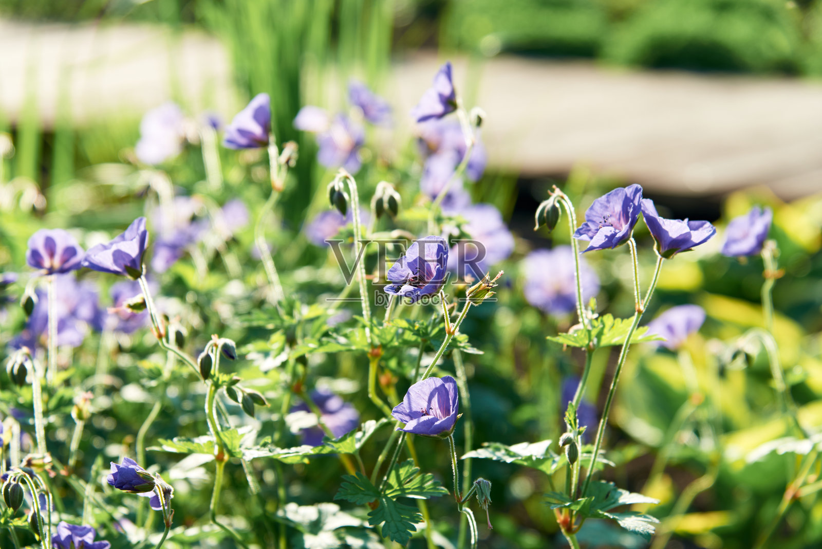 美丽的天竺葵喜欢在花园里开花。或俗称木鹤嘴葵或林地天竺葵，是天竺葵科的一种耐寒开花植物，原产于欧洲。照片摄影图片