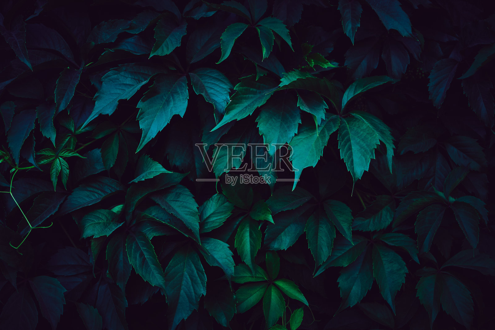 背景是绿色的野葡萄叶子。照片摄影图片