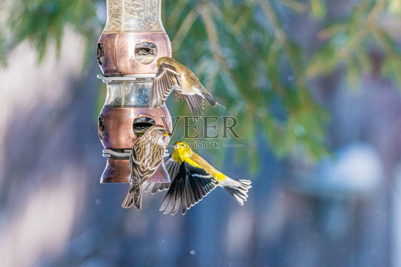 喂食器旁的鸟照片摄影图片