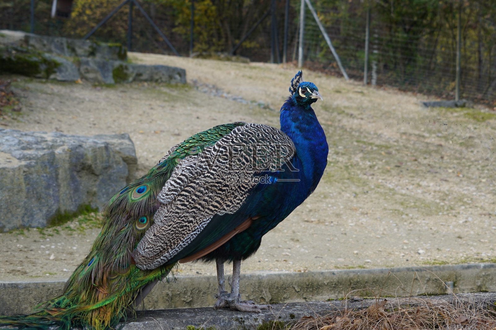雄性孔雀，也叫印度或普通孔雀，在拉丁语中是Pavo cristatus。这是整只鸟的特写侧视图，它的尾巴折叠在地上，背景上有很多复制空间。照片摄影图片