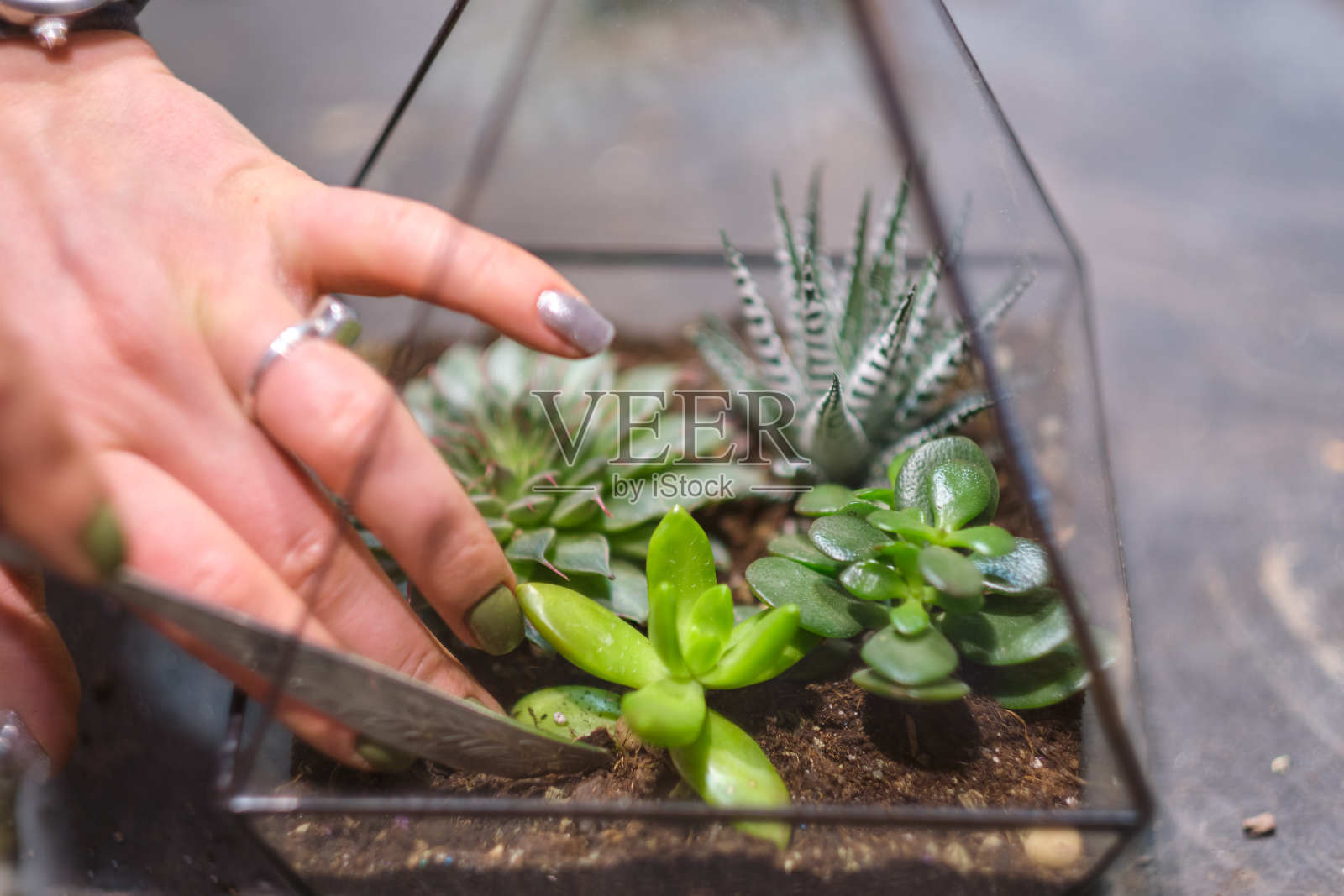 小花园，有微型植物。家庭室内植物。DIY florarium。彩色植物生长在玻璃几何照片摄影图片