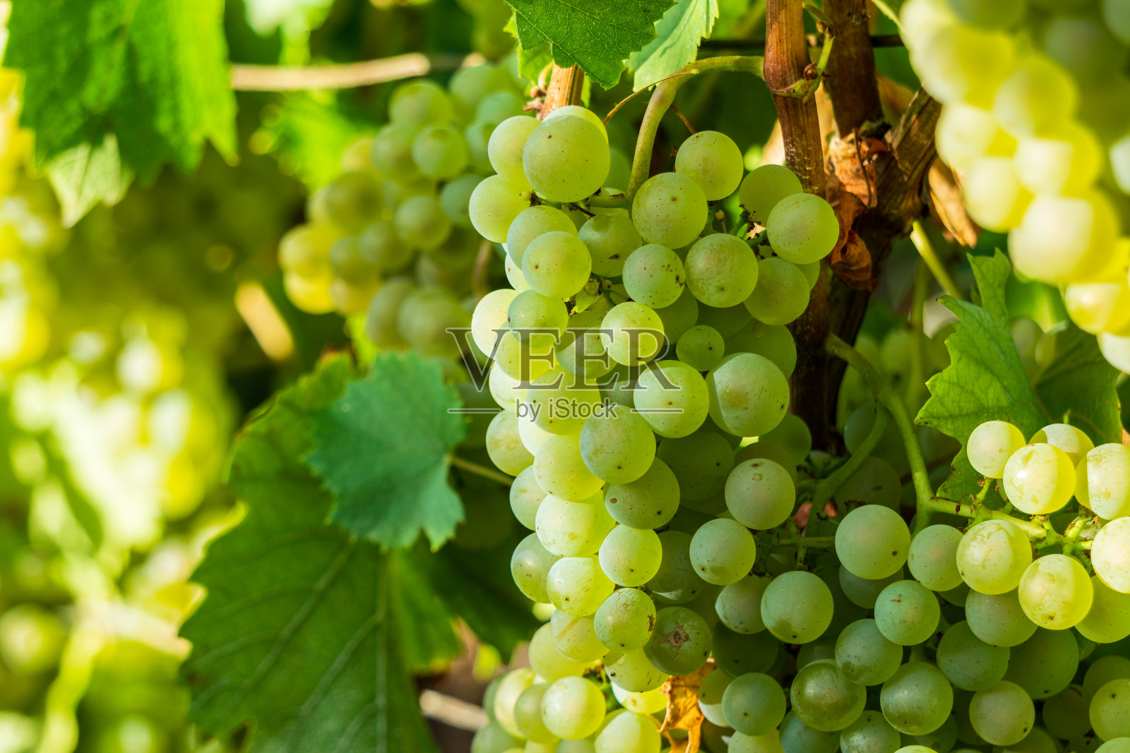 近葡萄绿葡萄在香槟葡萄园在蒙塔尼德兰斯照片摄影图片