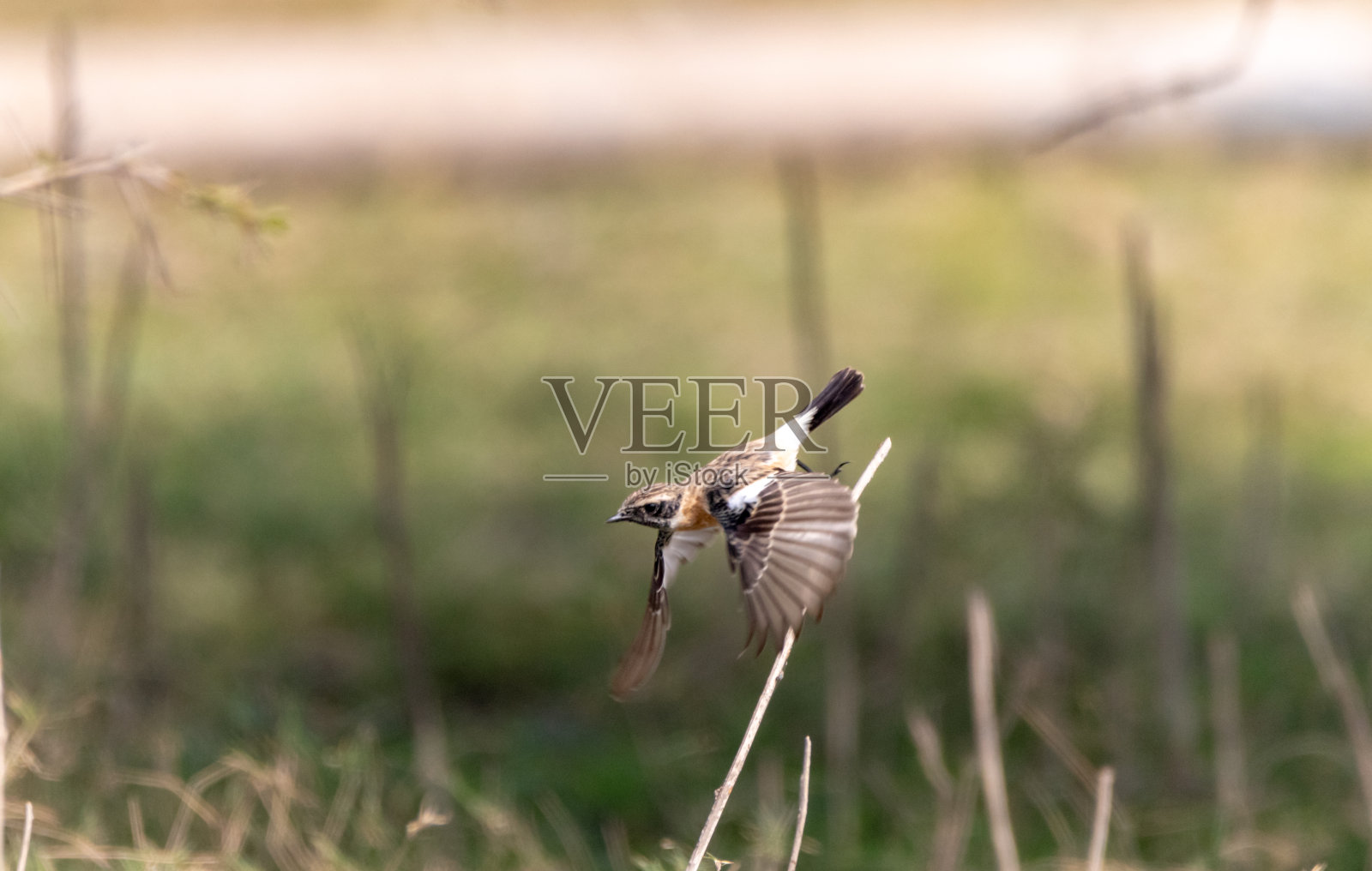 野翁之类的鸟照片摄影图片
