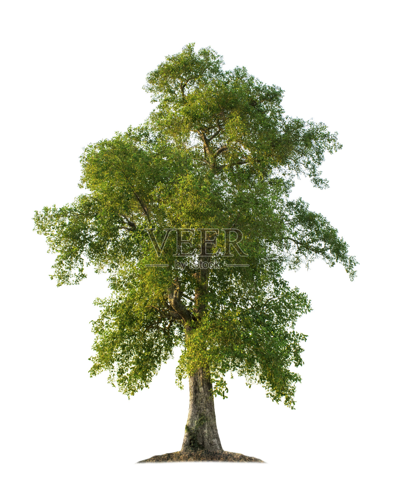 树木孤立在白色背景与修剪路径的花园设计照片摄影图片