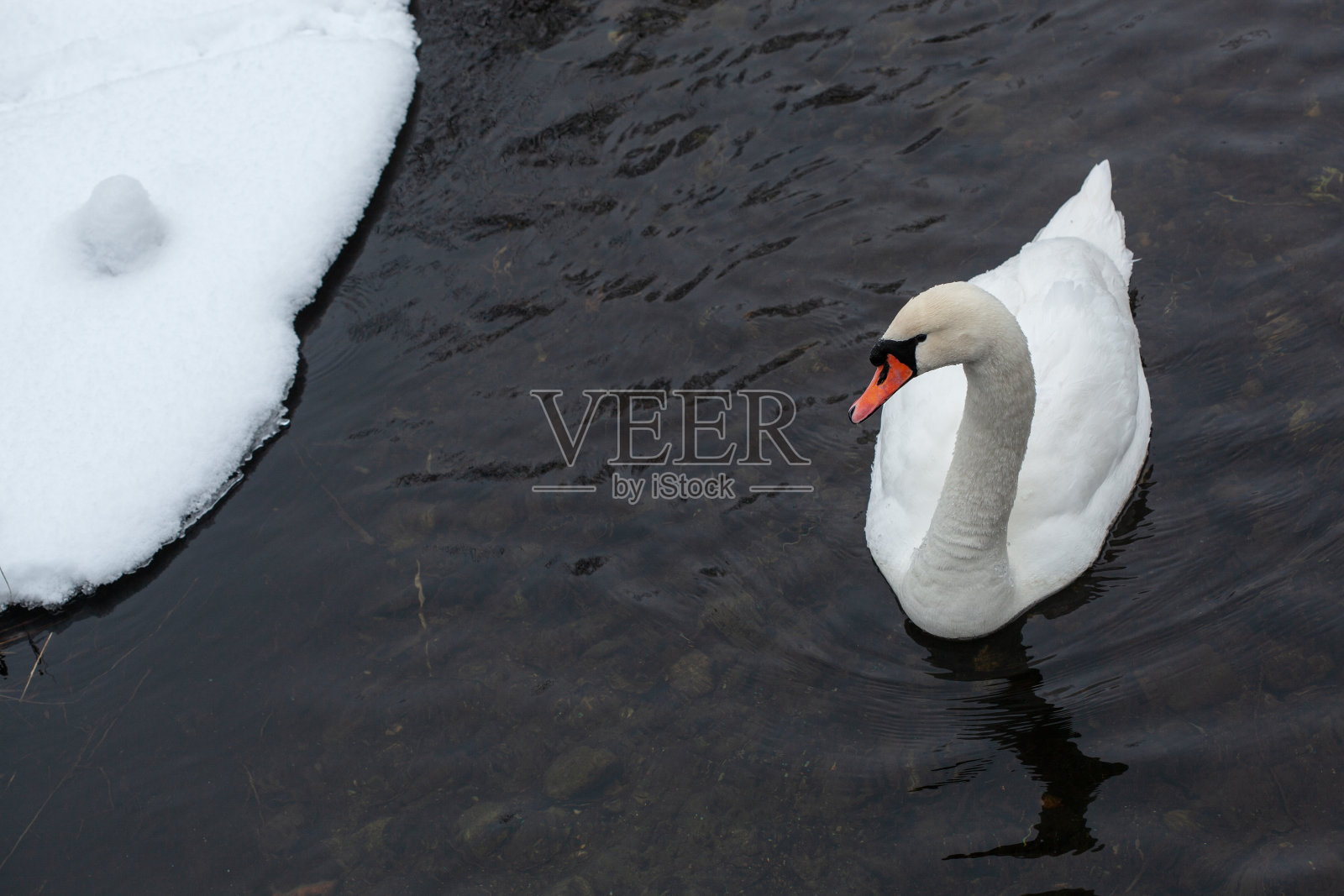 在寒冷的冬天，白天鹅靠近白雪覆盖的湖岸照片摄影图片