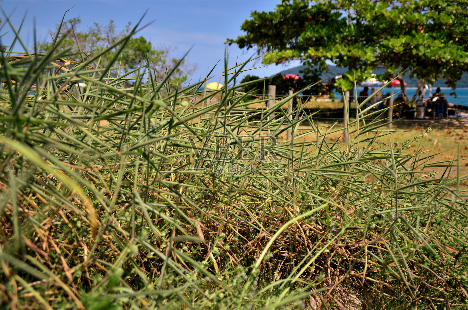 长在海滩上的美利尼草照片摄影图片