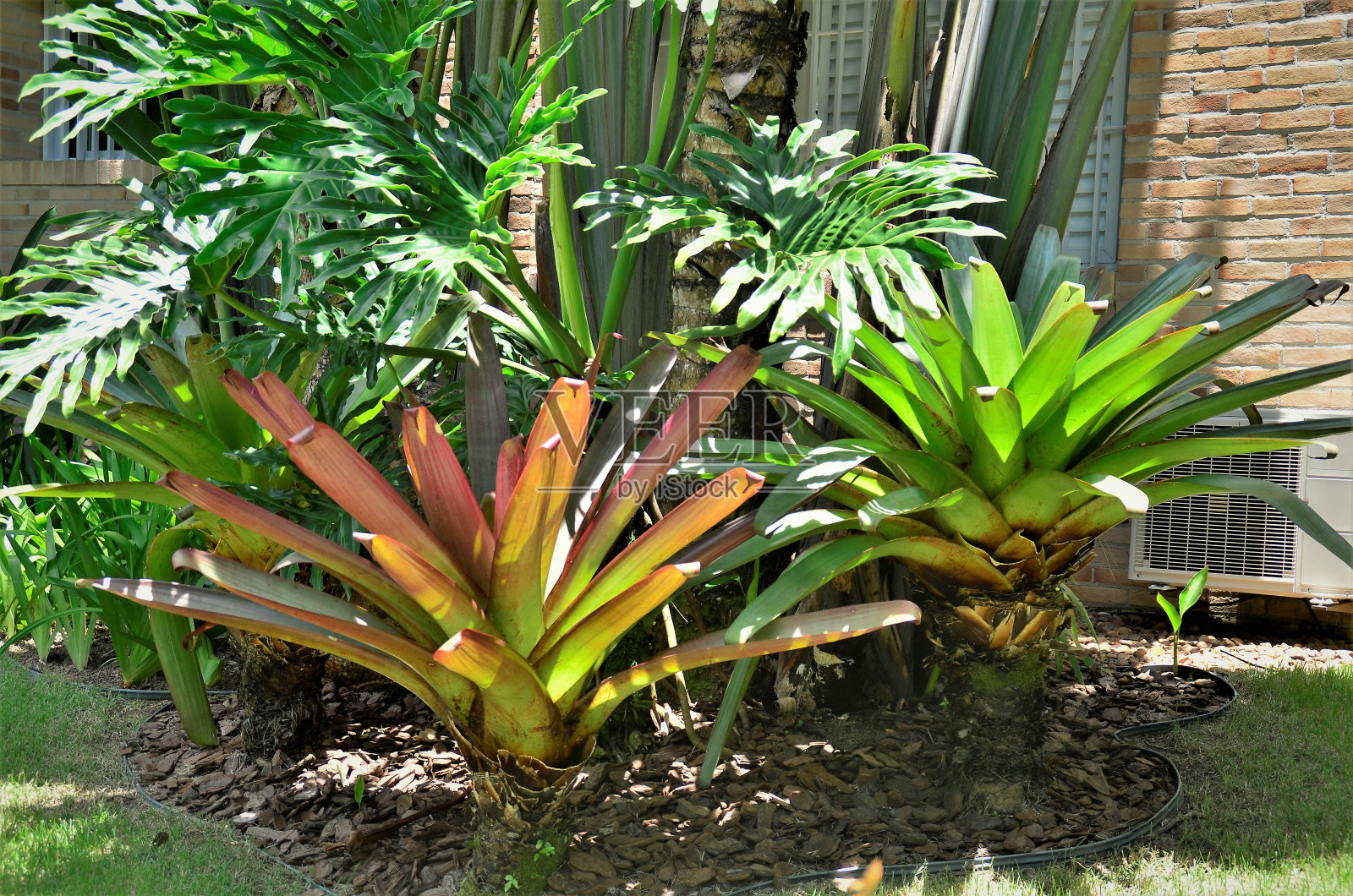 花园地板上长着两株美丽的凤梨花照片摄影图片