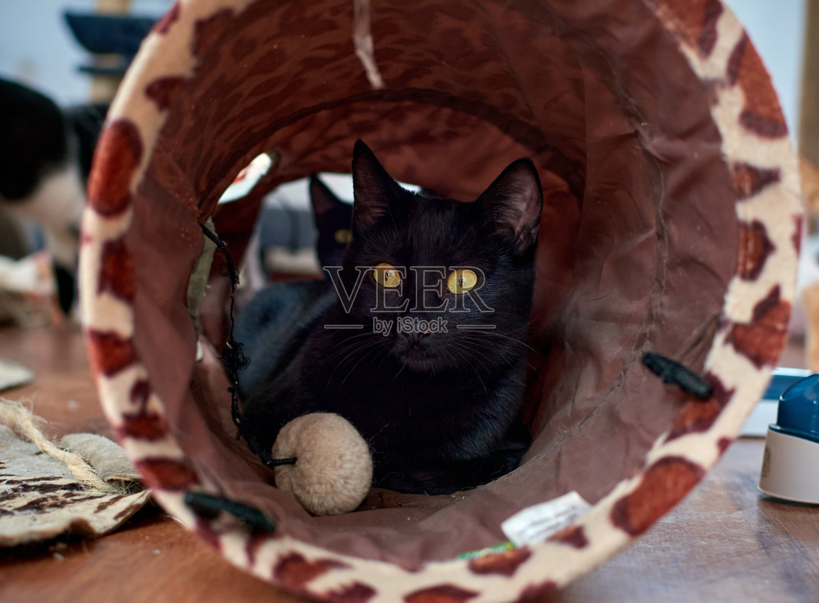 一只黑猫躺在一个房间的管子里照片摄影图片