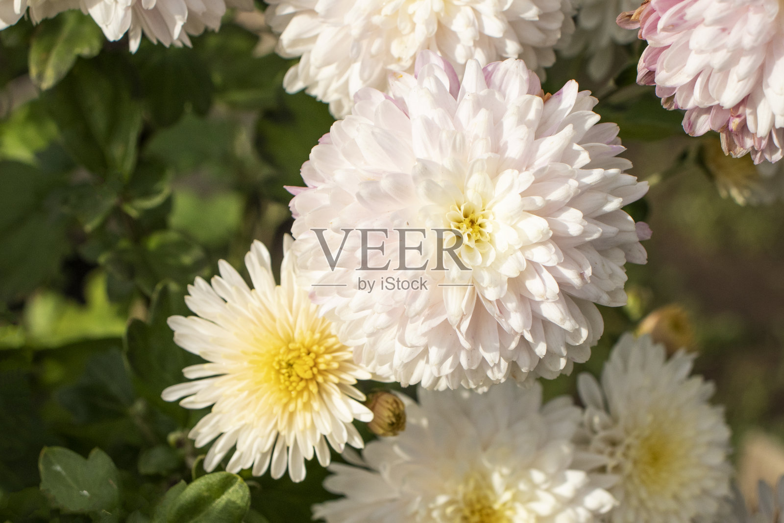 花园里有白色的菊花照片摄影图片