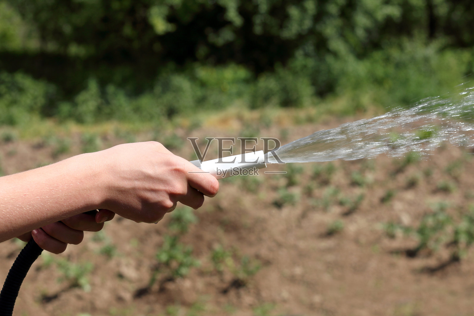 照顾花园照片摄影图片