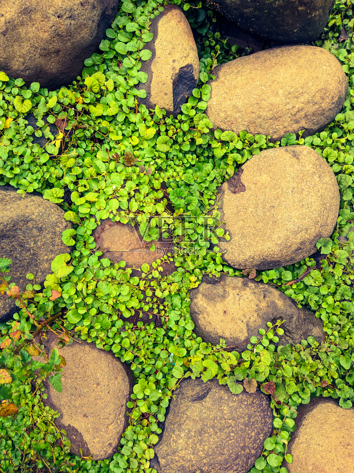 忍冬属植物照片摄影图片