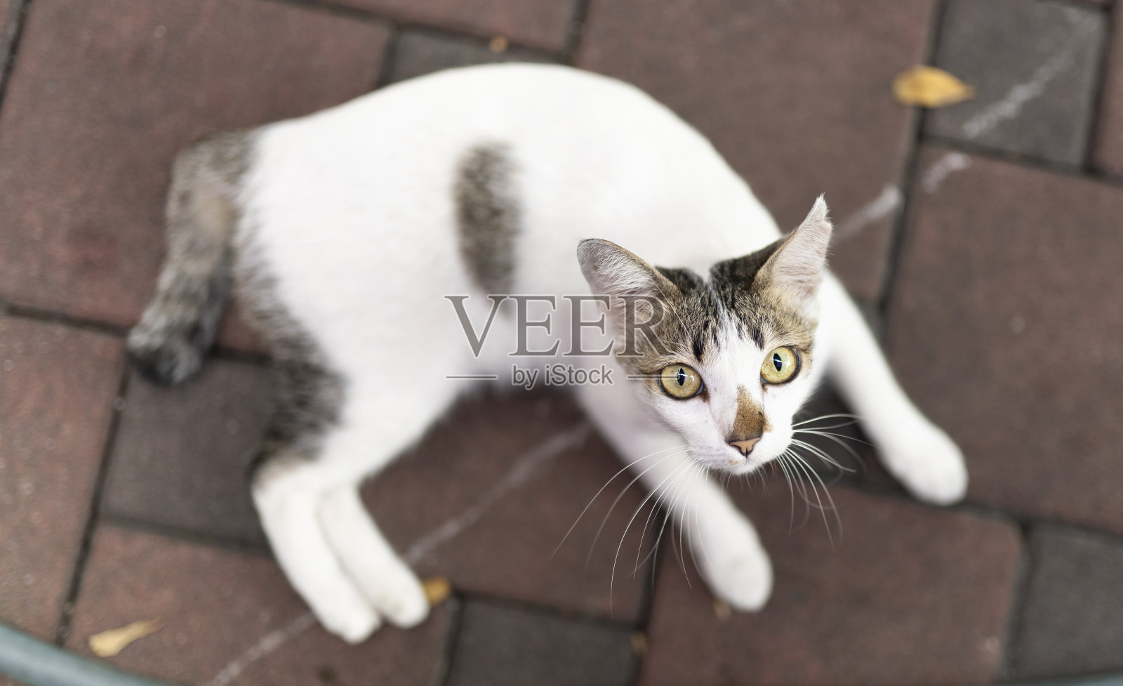 黄眼睛的白猫若有所思地躺在地上照片摄影图片