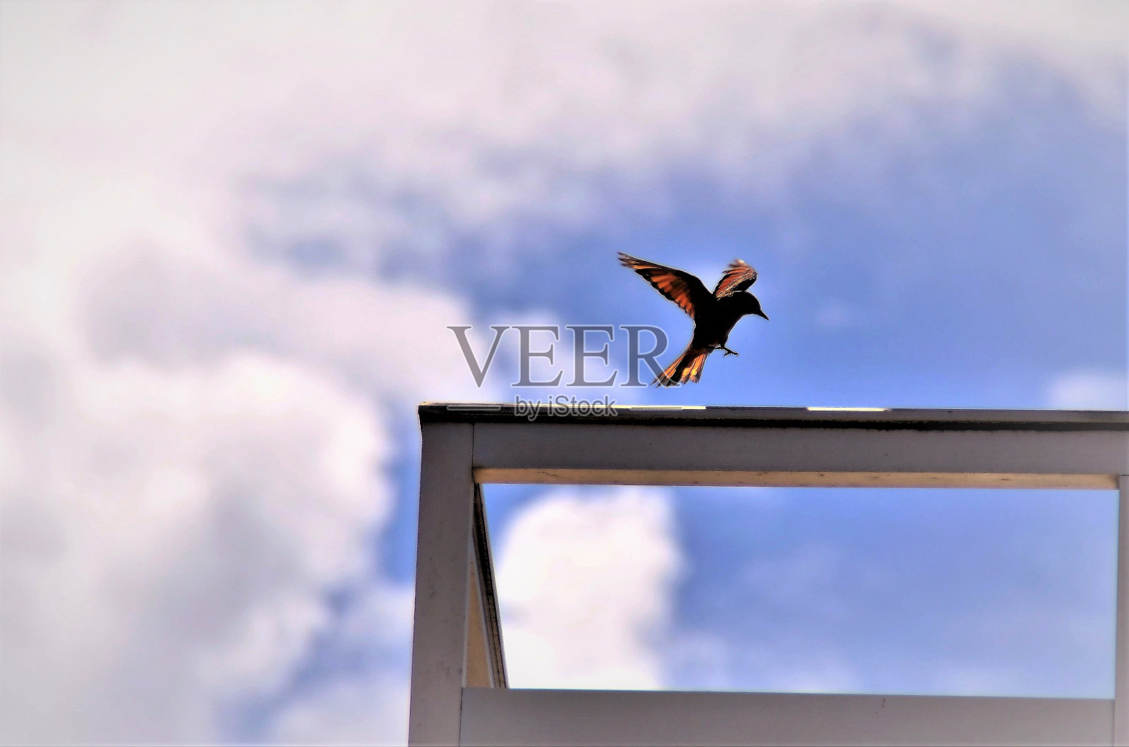 阳光明媚的一天，小鸟降落在阳台上照片摄影图片