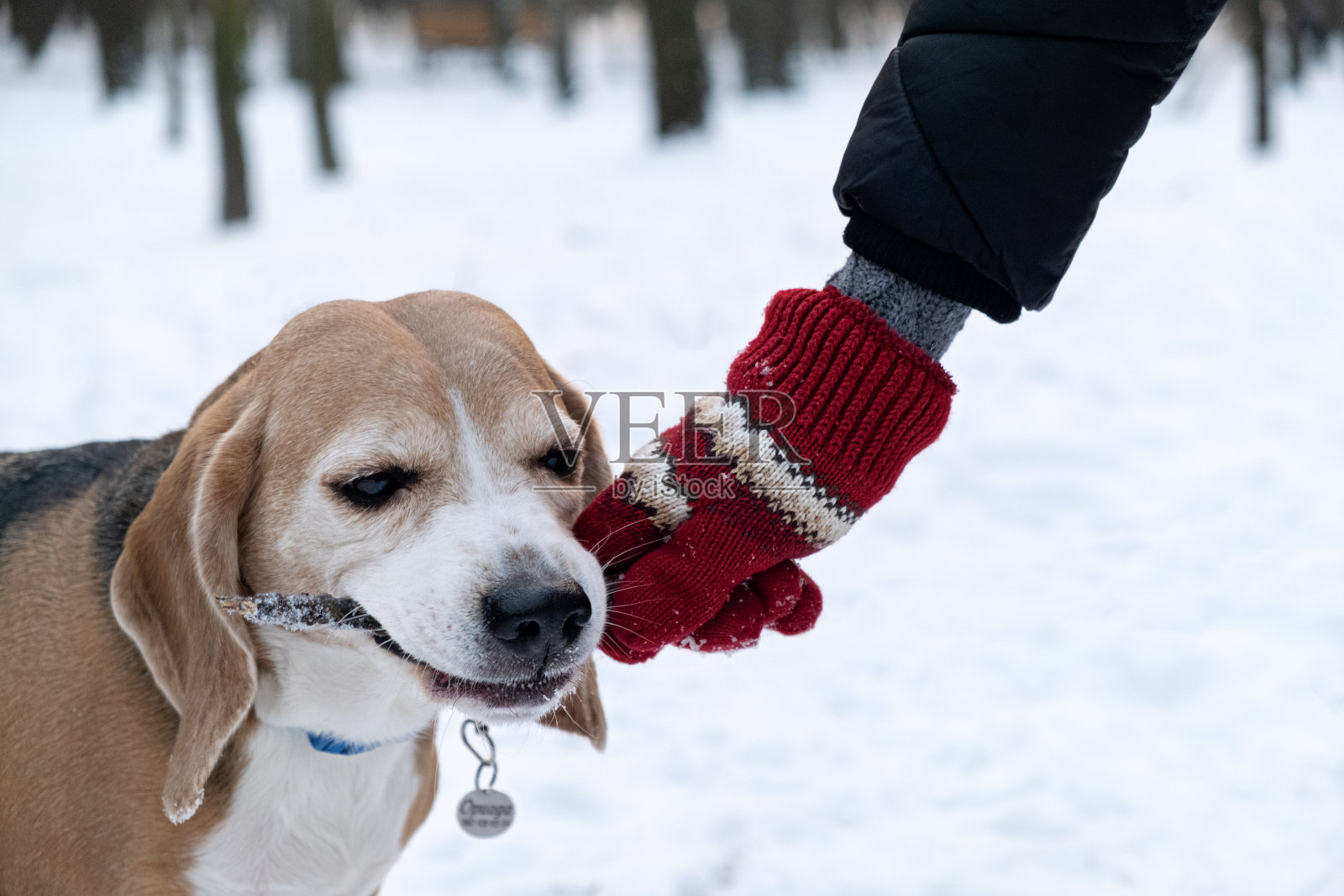 冬天下雪的公园里，一只小猎犬咬着棍子和主人玩耍照片摄影图片