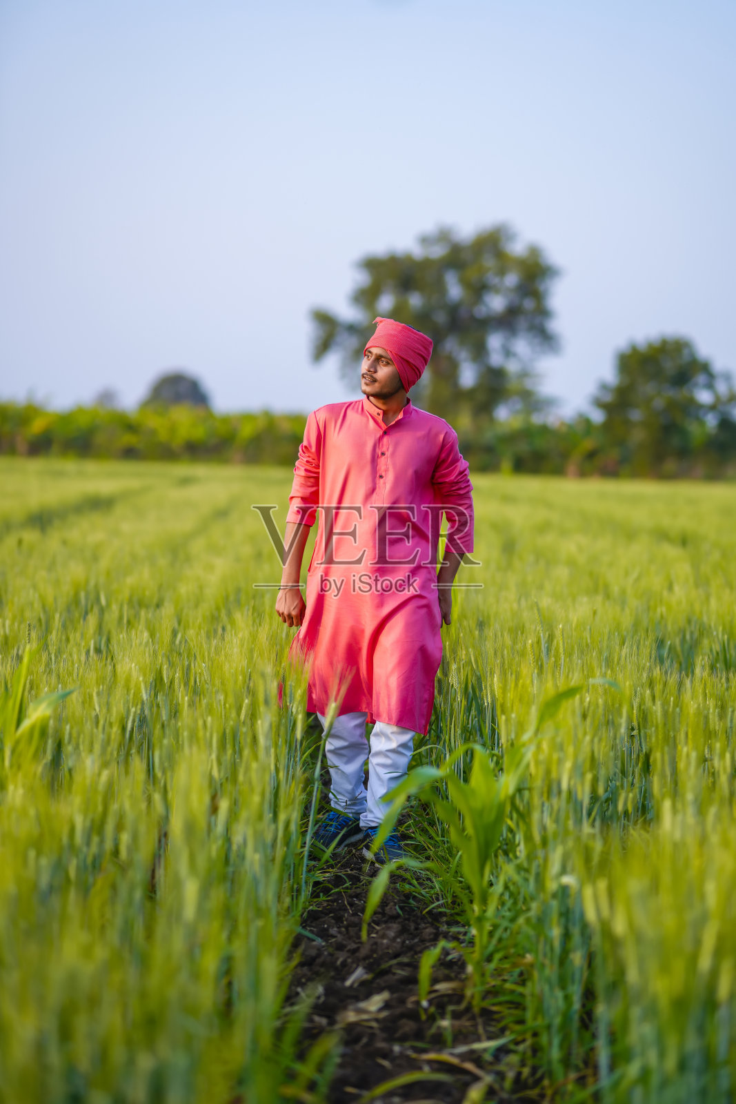 年轻的印度农民在绿色的麦田里散步照片摄影图片