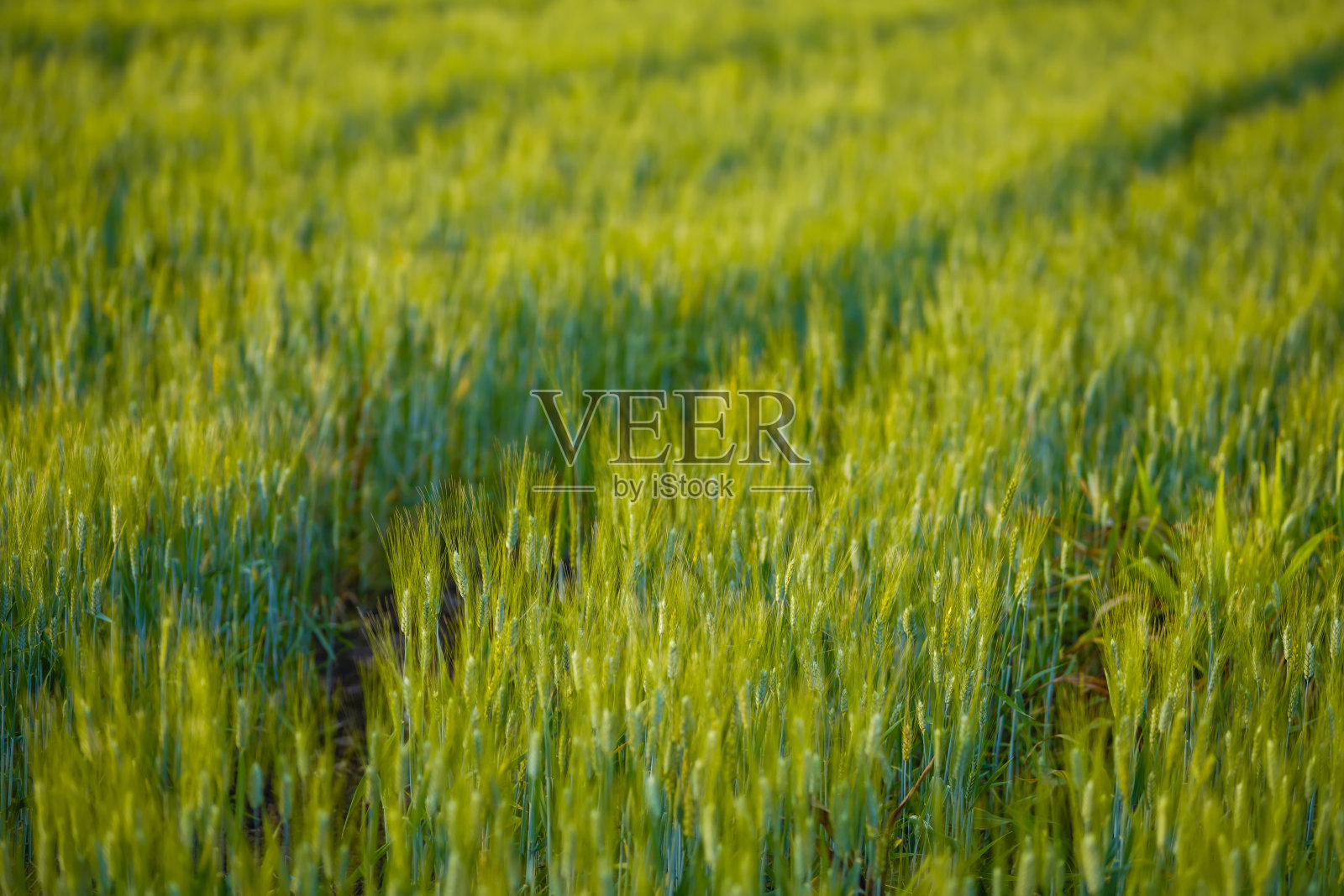 农田里的绿小麦照片摄影图片