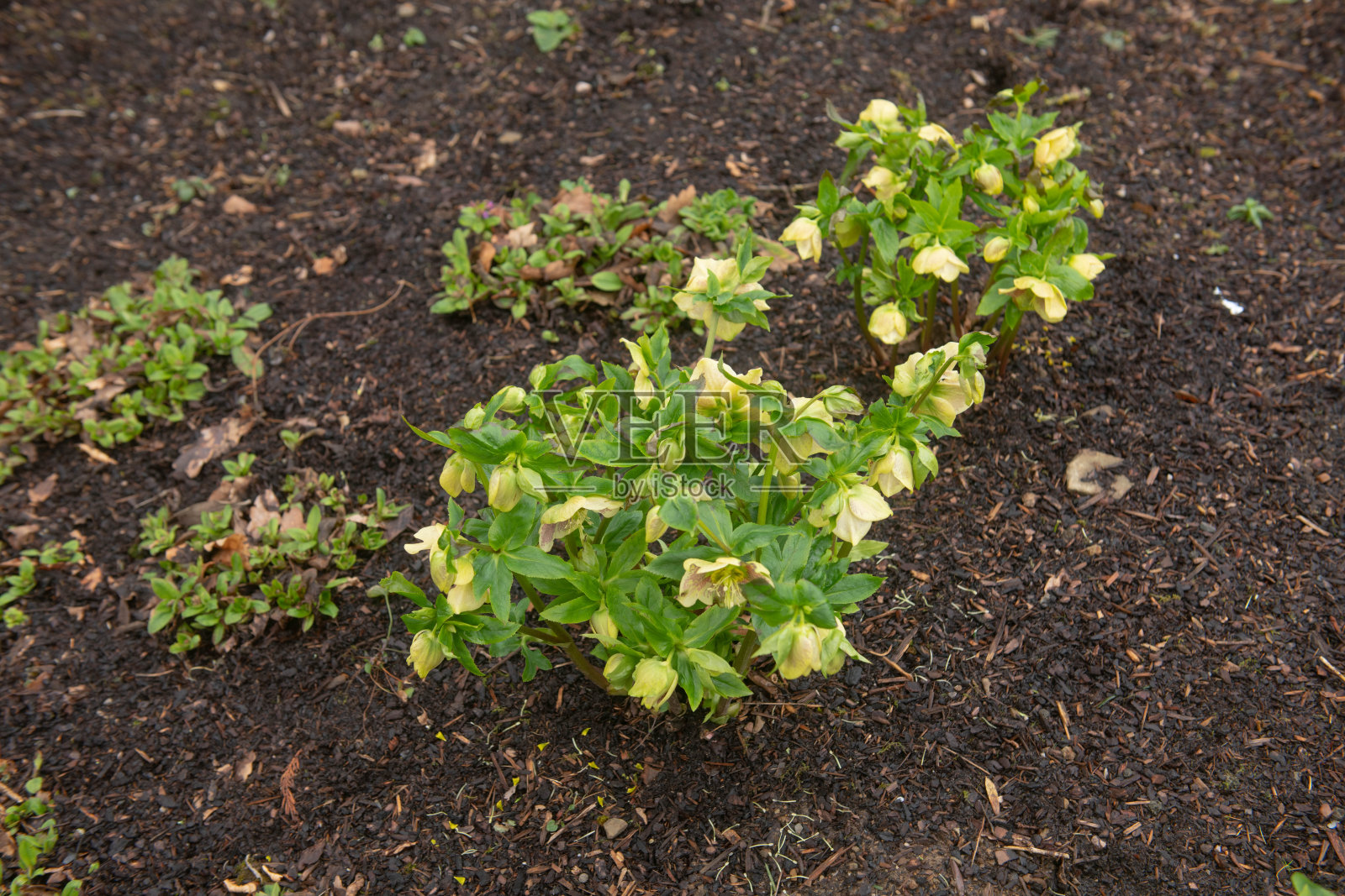 冬季开花明亮的黄色头状花序在四旬斋玫瑰或嚏根草(嚏根草x杂交瘤'Harvington黄色')生长在一个花园的草本边界，英格兰德文郡，英国照片摄影图片