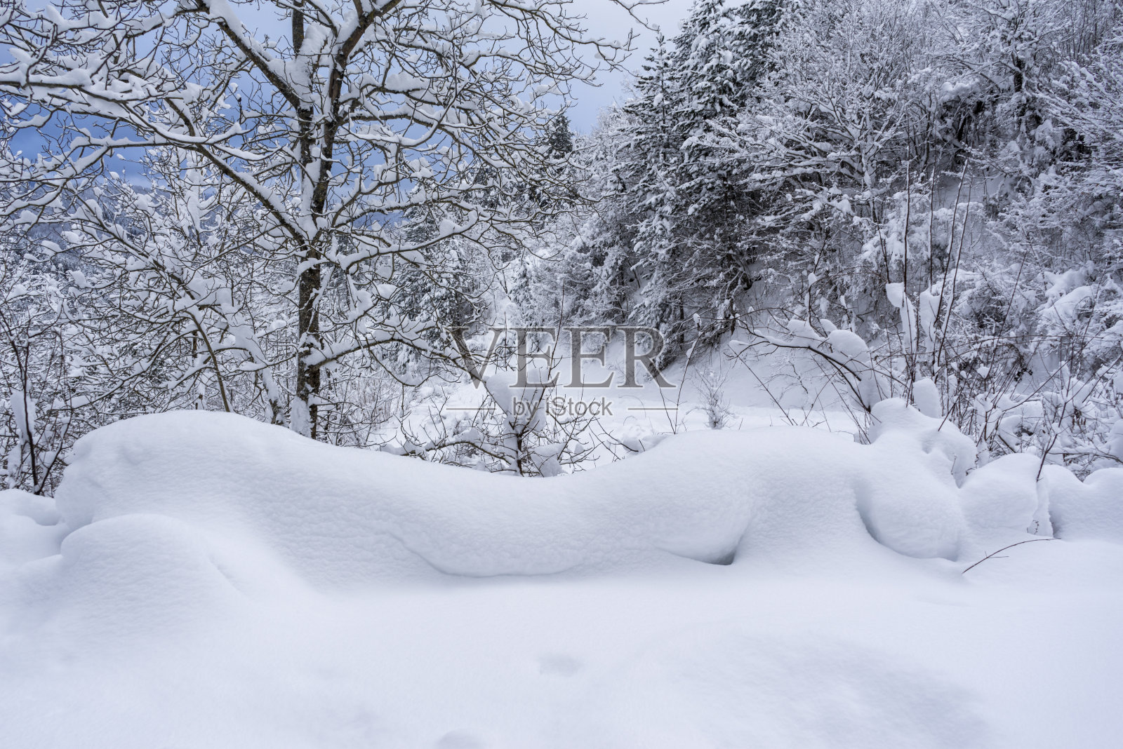 冬季降雪松树照片摄影图片