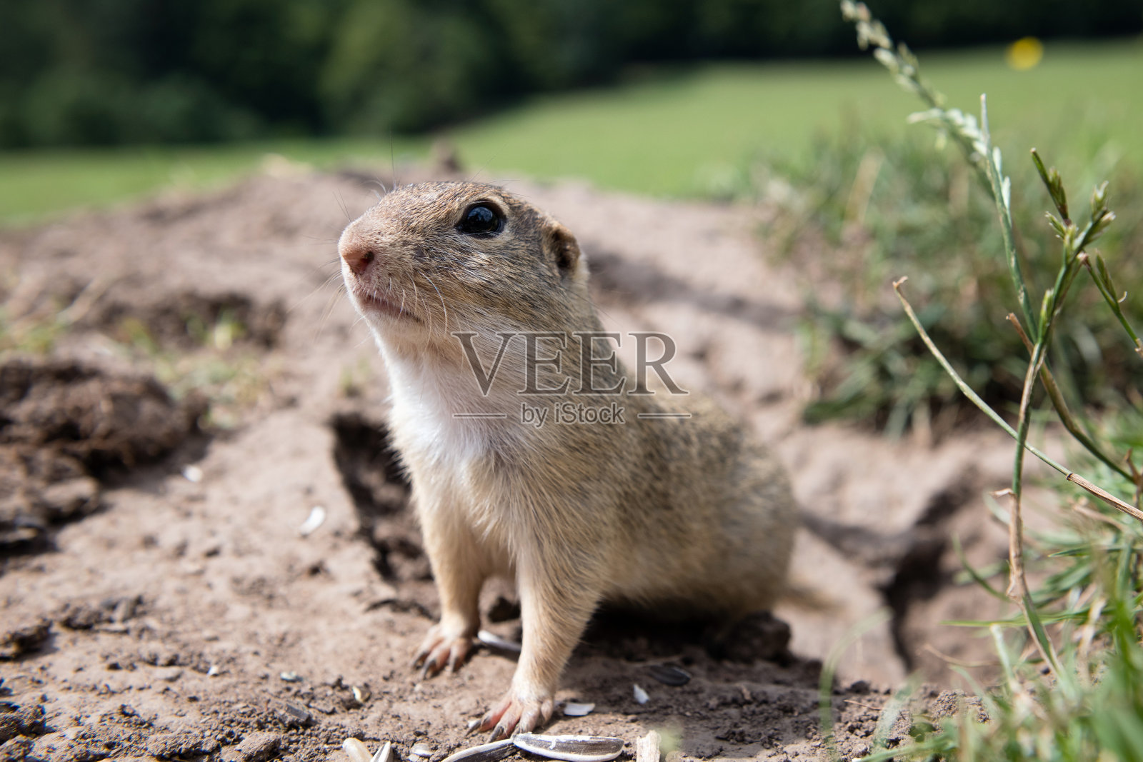 生活在斯洛伐克穆兰平原的欧洲地松鼠照片摄影图片
