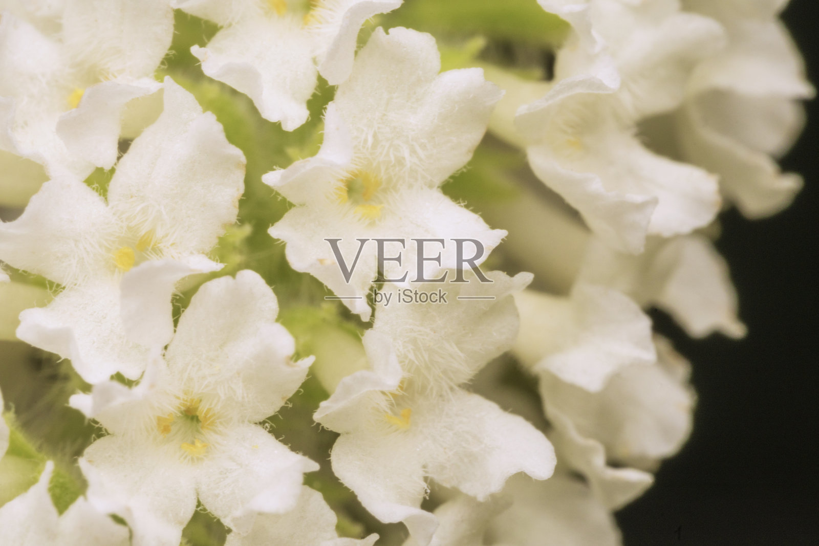 白蝴蝶灌木花，紫藤花，夏季丁香，budleja paniculata树在自然背景。照片摄影图片