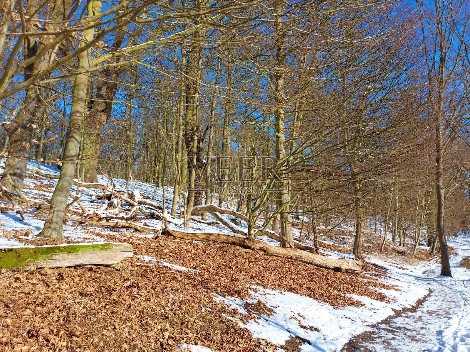 Werbellinsee的小路照片摄影图片