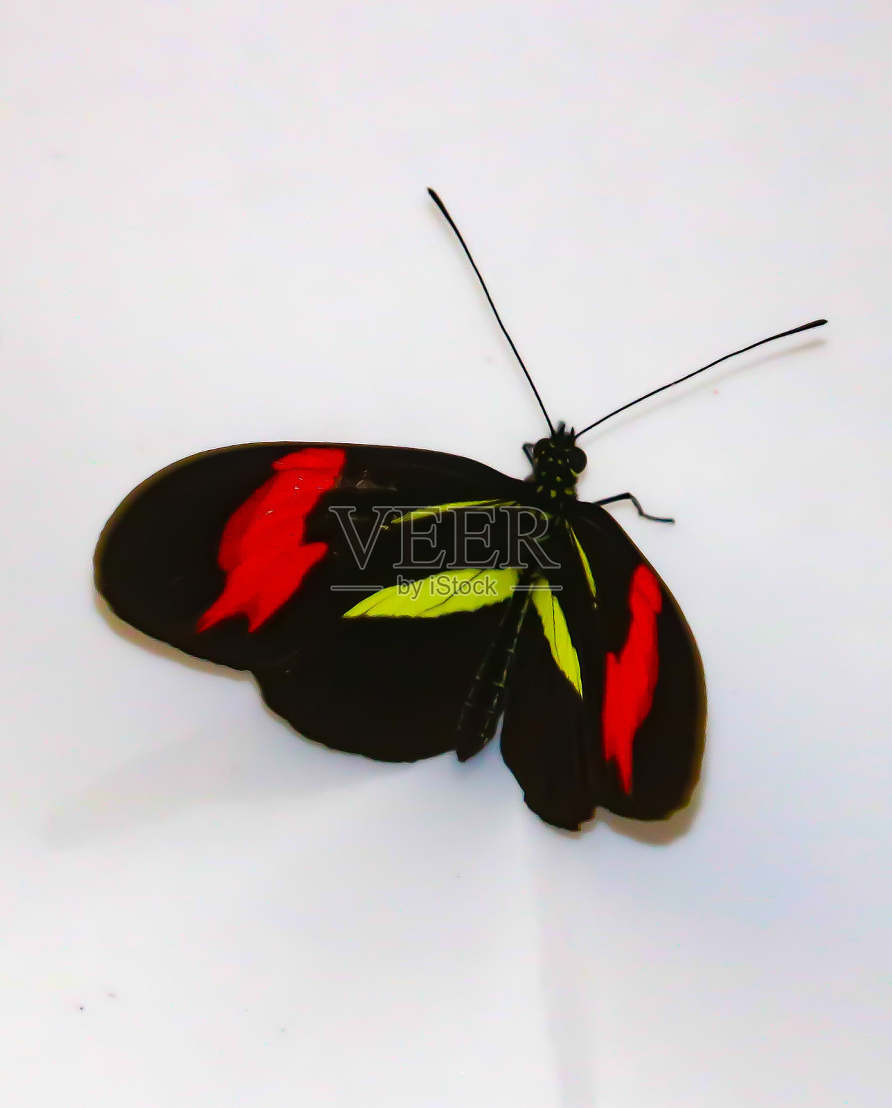 来自巴西的美丽蝴蝶照片摄影图片