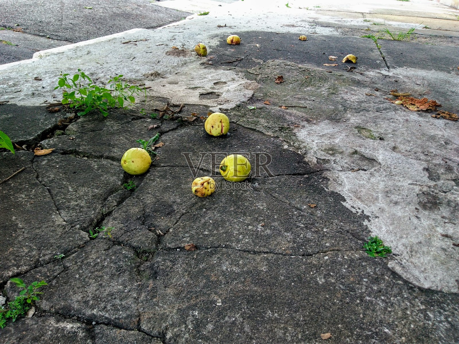 番石榴照片摄影图片