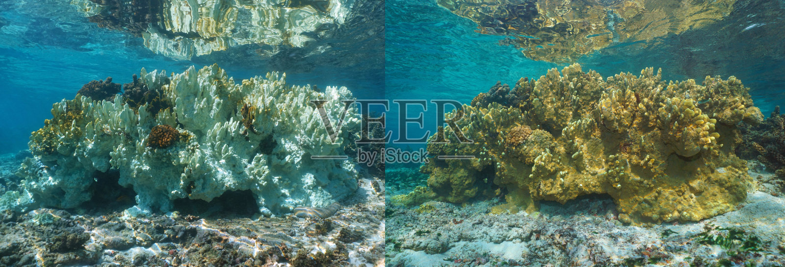 健康的珊瑚和6个月后白化的珊瑚照片摄影图片