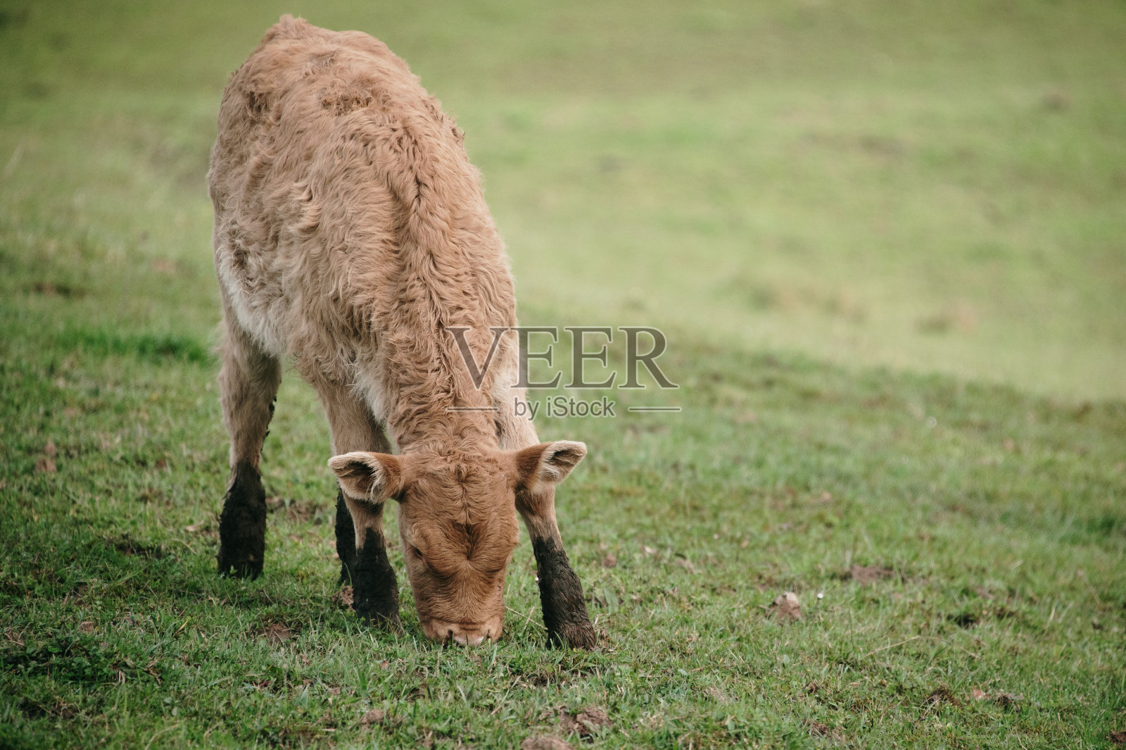 毛茸茸的小腿照片摄影图片