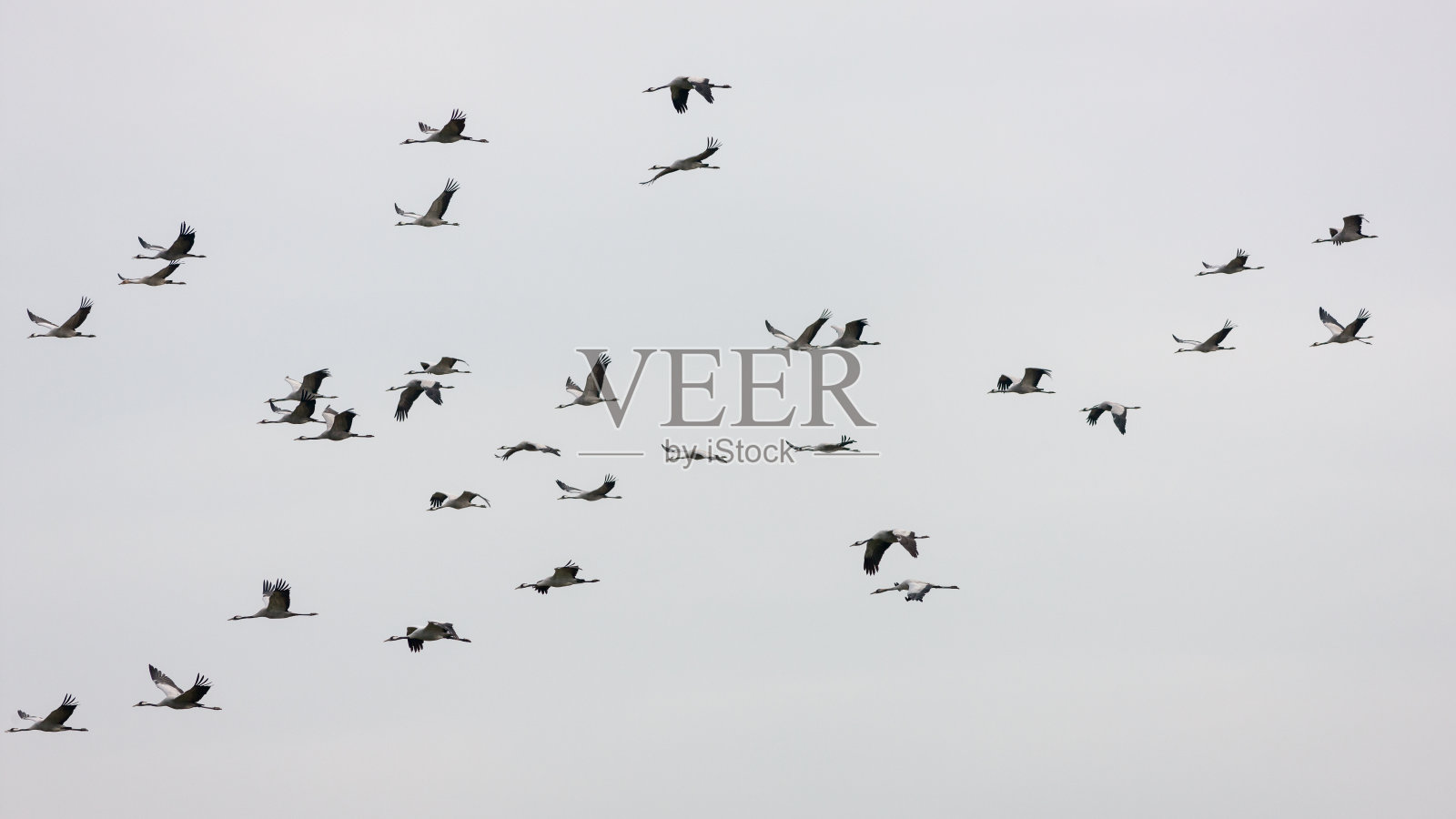 在迁徙过程中飞过的一群普通鹤照片摄影图片