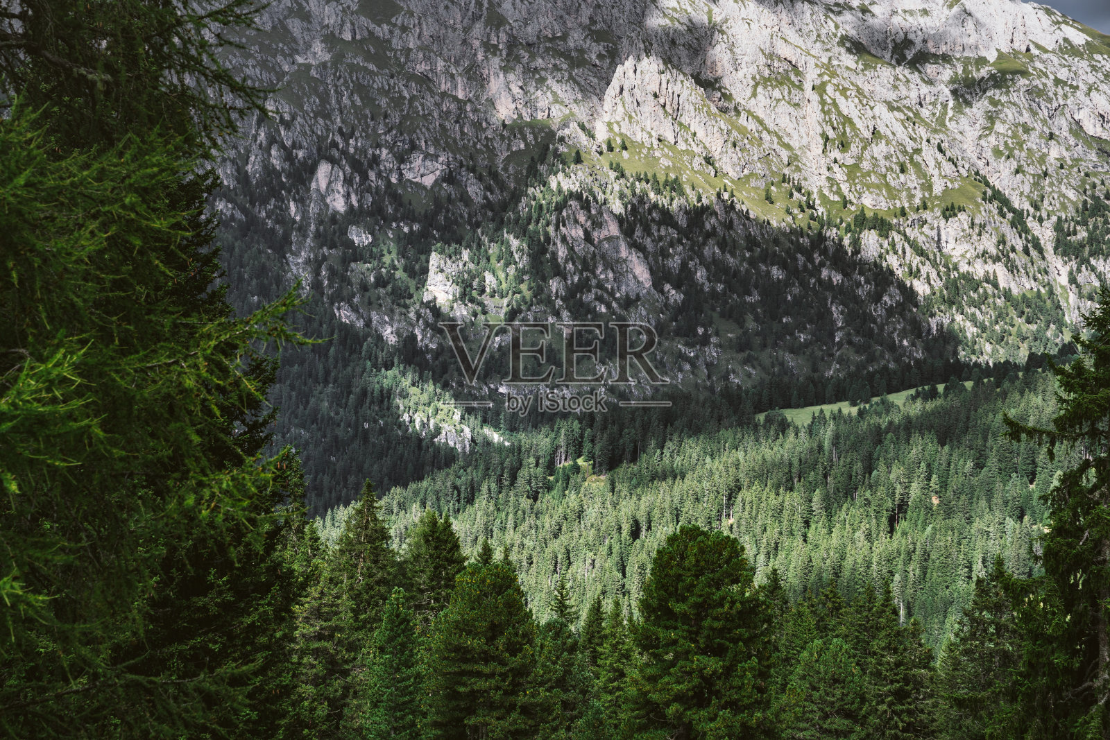 山上有松树林。照片摄影图片