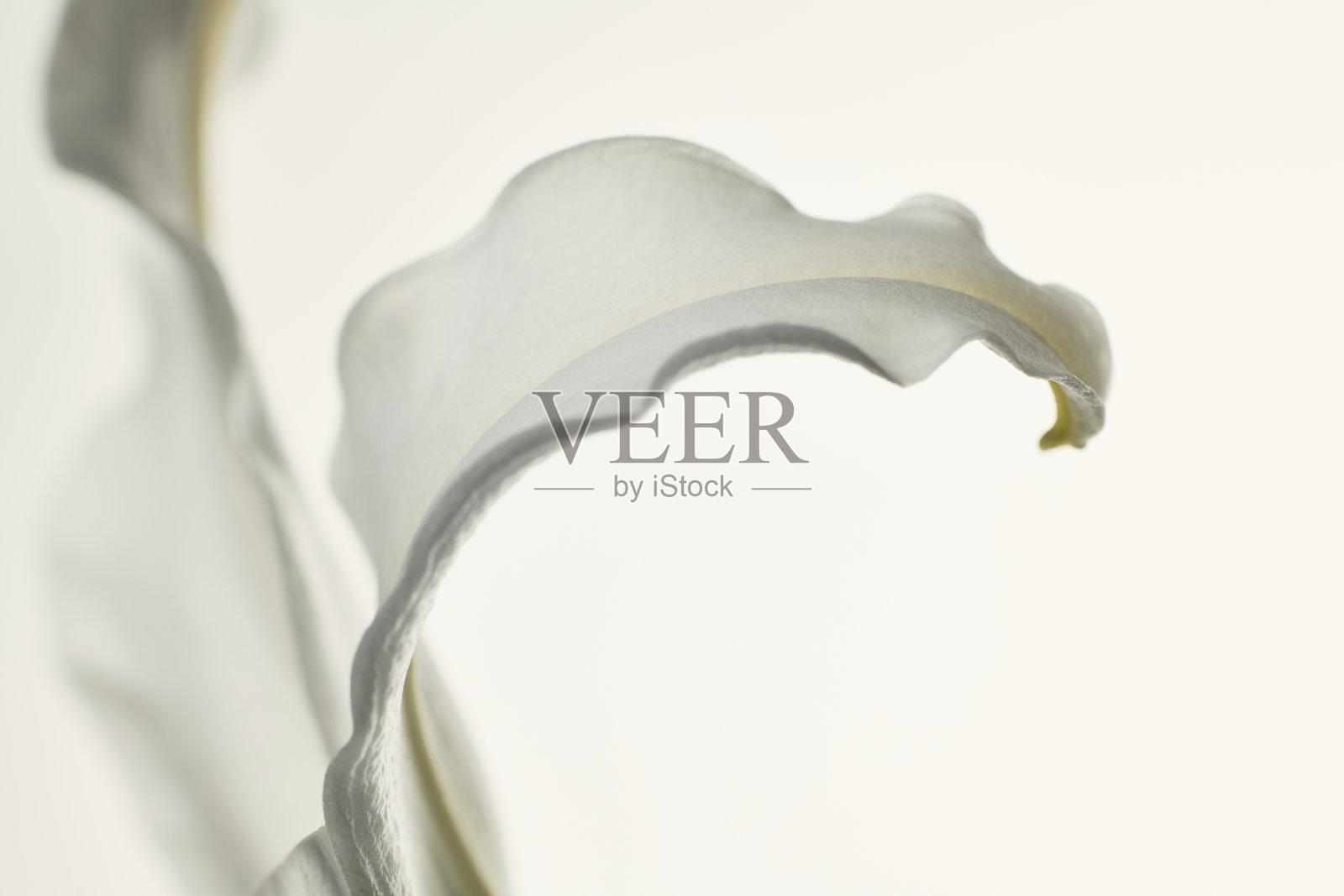 近距离的白色百合花瓣在一个朴素的白色背景。照片摄影图片