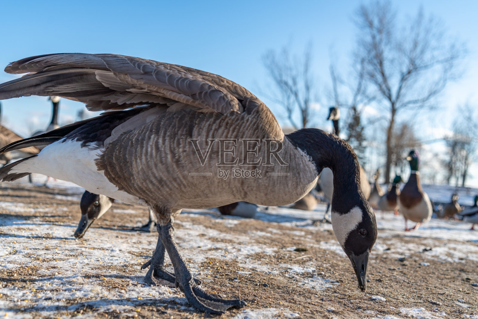 加拿大安大略湖斯卡伯勒悬崖公园的鹅照片摄影图片