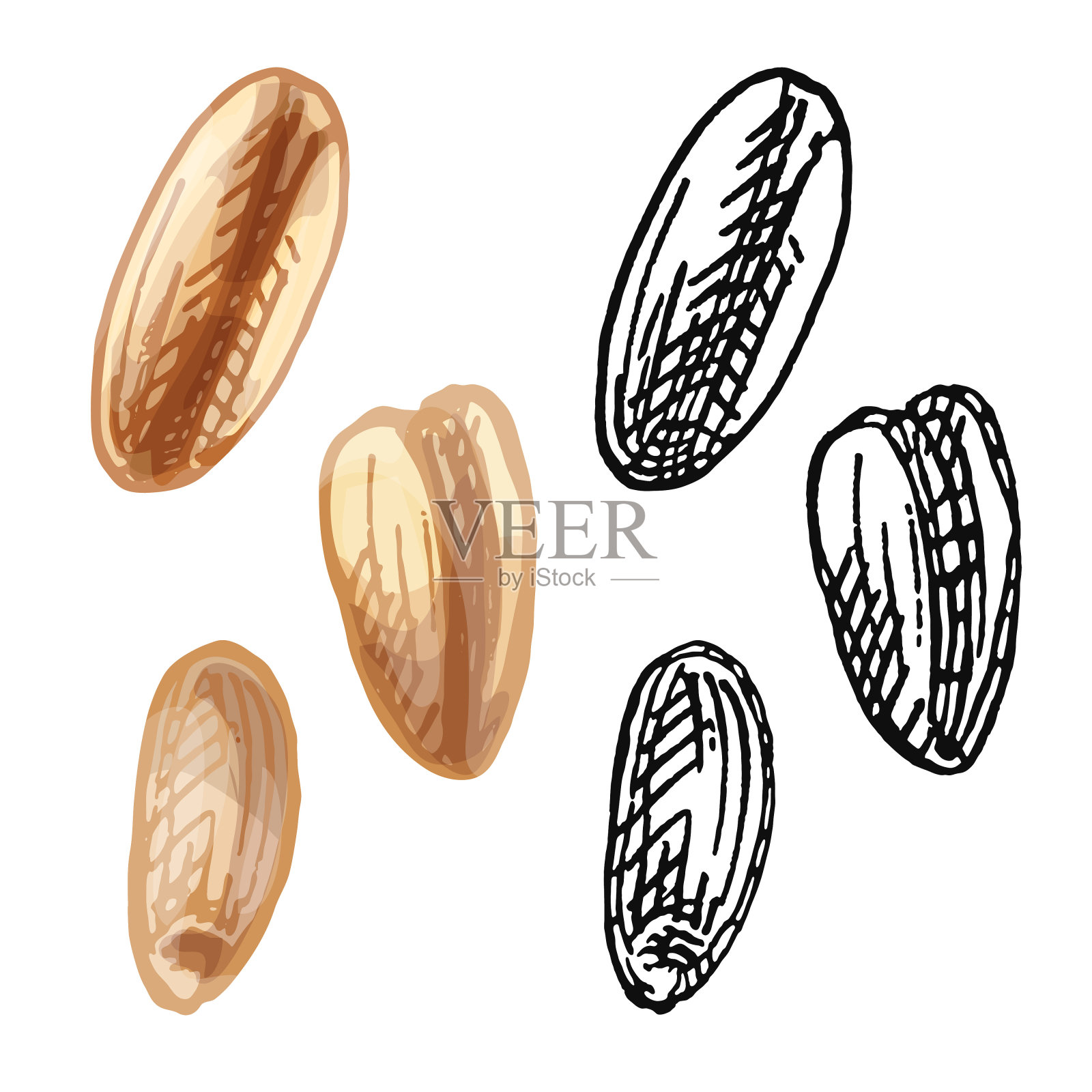 粒小麦。矢量彩色复古手绘孵卵插图插画图片素材