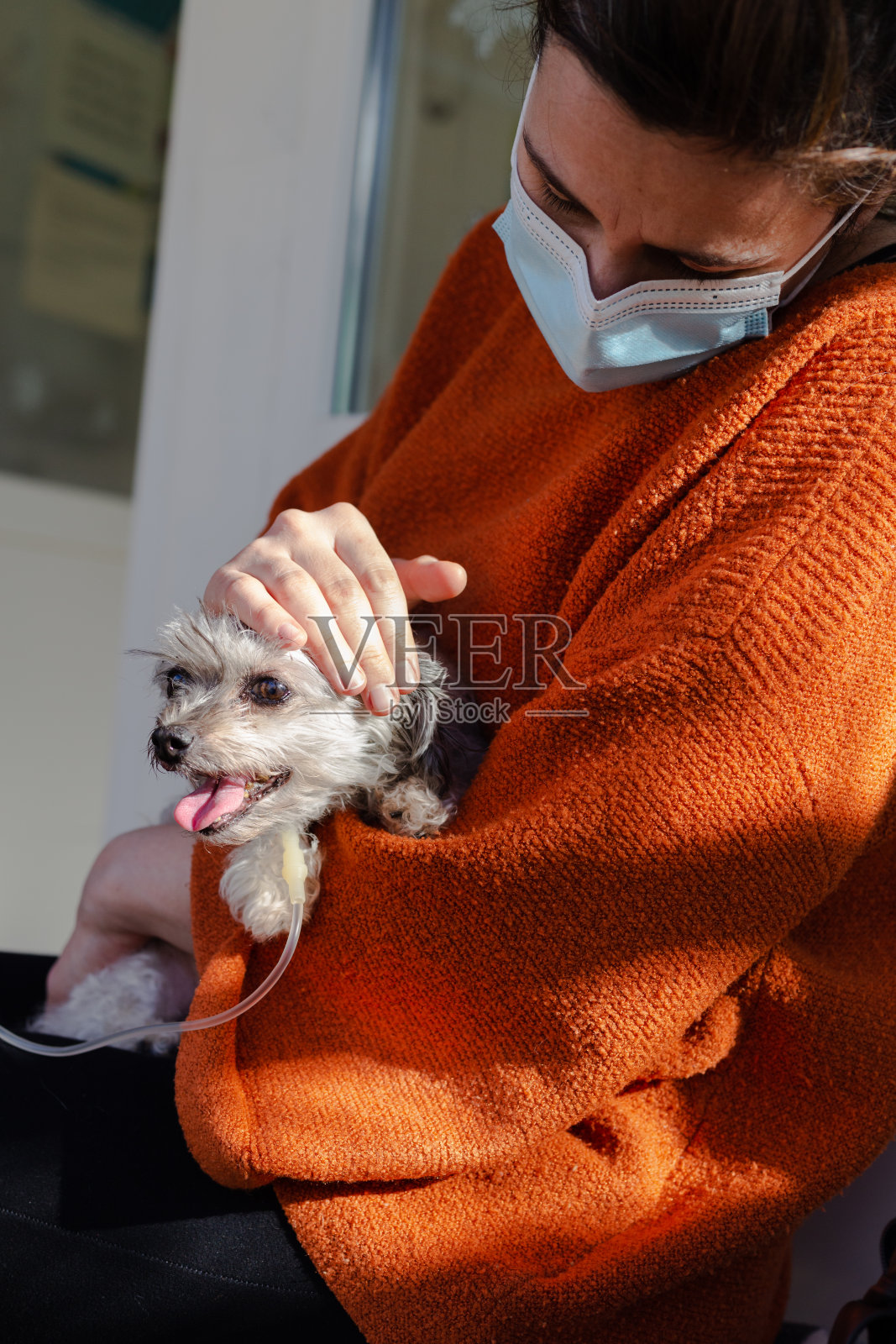 covid-19期间在兽医诊所感染狗的妇女照片摄影图片