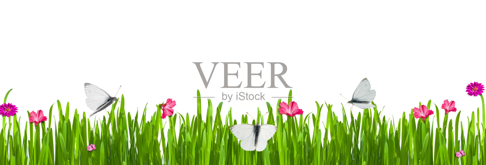 夏天，春天的背景是鲜绿的小草与粉红色的小花和蝴蝶，飞蛾，孤立在白色的背景上。复制空间，全景照片摄影图片