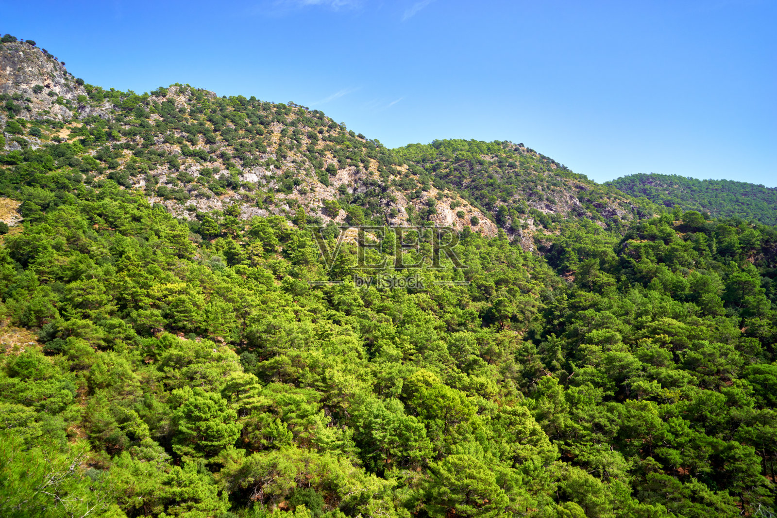 看山坡松树林和蓝天照片摄影图片